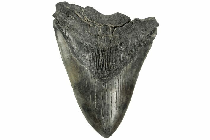 Bargain, Fossil Megalodon Tooth - South Carolina #185240